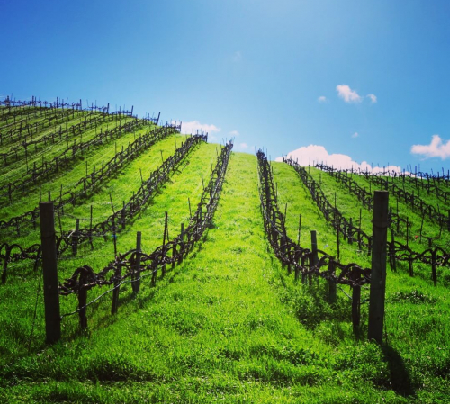 The Chardonnay vineyard